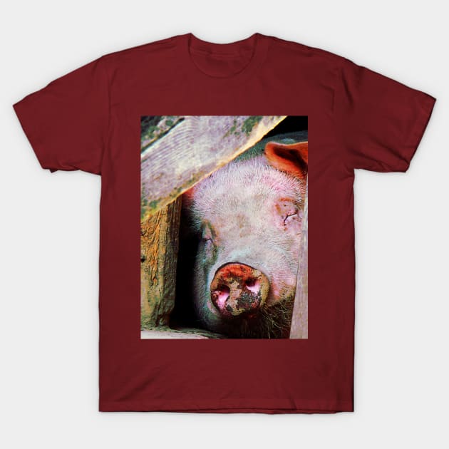 Pigs - Pig Sleeping T-Shirt by SusanSavad